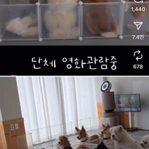 요즘 애견 유치원 근황