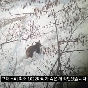 작년 강원도 1m 폭설로 많이 죽은 산양 근황