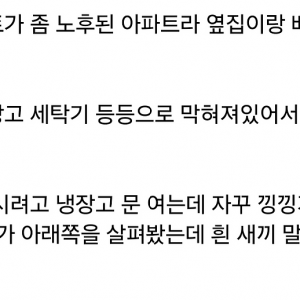 옆집 새끼강아지 베란다로 넘어옴ㅋㅋ