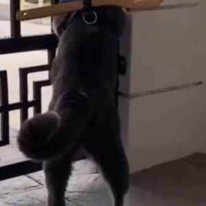 고양이 탈출 못하게 해놓은 집사