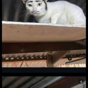 "내 이름은 쥬라클 미호크"