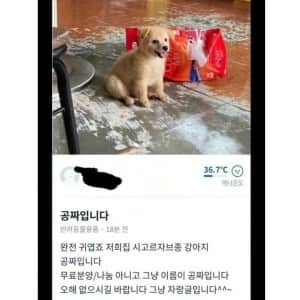 당근마켓에 올라온 공짜 강아지
