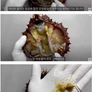 킹크랩, 대게 내장의 진실 