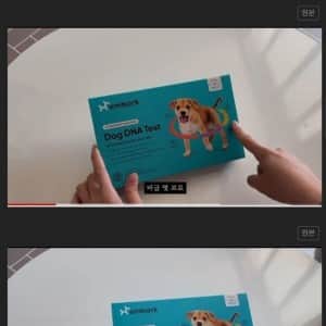 시골에서 데려 온 개가 100퍼 순혈견