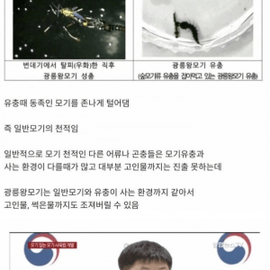 우리가 고마워 해야할 한반도 대왕 모기