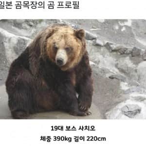 일본 곰 목장의 충격적인 프로필 