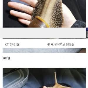 무려 500일 넘게 달팽이 키운 결과물 ㄷ