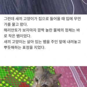 이어폰 끊어먹은 고양이를 혼냈더니