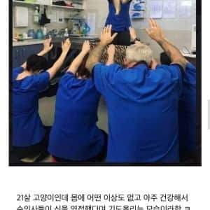 오오 고양이의 신이시여