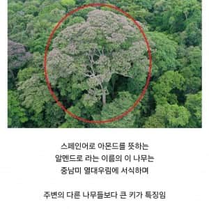 경쟁자를 죽이기 위해 일부러 번개를 맞는 나무