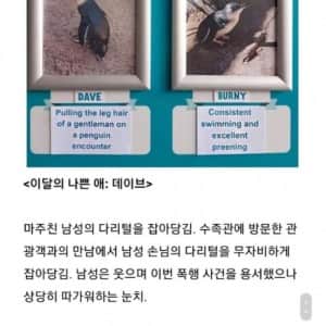 호주 아쿠아리움 이 달의 펭귄