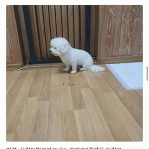 배민 올타임 레전드 족발 리뷰