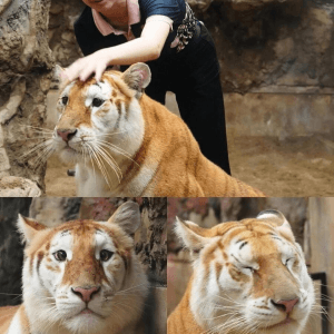 외모로 화제인 태국 호랑이 모습