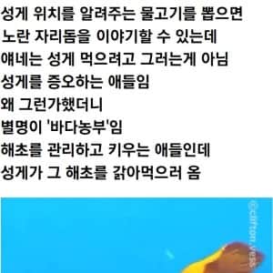 성게를 먹기 위해 해녀를 찾는 다른 물고기들과 다른 이유로 해녀를 찾는 물고기