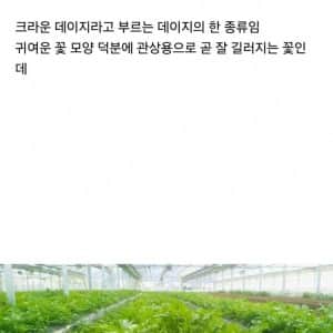 동양과 서양에서의 취급이 완벽하게 다른 꽃