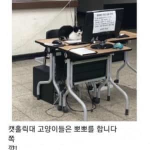 대학교 고양이 자랑 대회