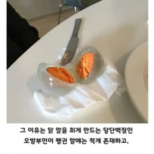 아무도 몰랐던 펭귄알의 진실