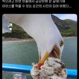 야외 아이스크림 사진 대참사