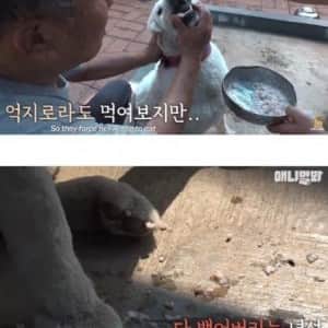 친구를 잃고 금식하는 개