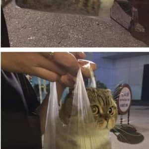 집 탈출한 고양이 체포 완료