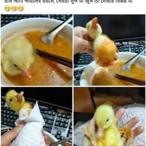 새끼오리 키울땐 스프먹는것도 조심