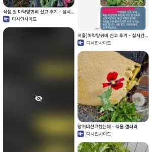 갤주는 양귀비 부갤주는 대마초인 디시 식물갤