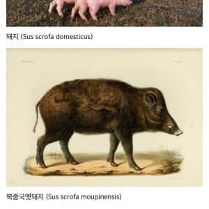 현생 가축들의 가축화 역사 