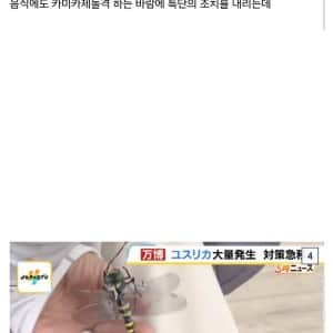 벌레 대량 발생한 오사카 엑스포 대처법