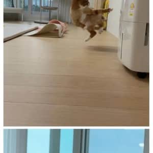 고양이 근육자랑하는 집사