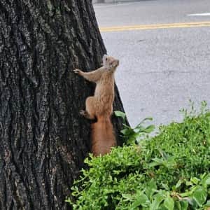 고양이 사료 먹는 청설모