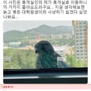 실험실 창문을 두드리던 황조롱이