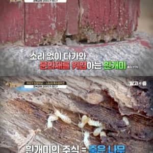 경복궁에 유일하게 출입이 가능하다는 강아지