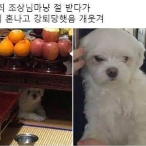 제삿상 절 받다 쫓겨난 강아지
