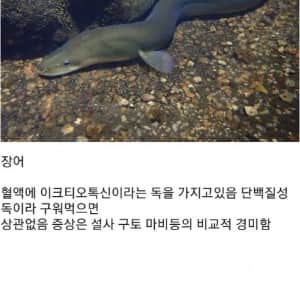 실수로 잘못 먹으면 위험한 여러 생선들