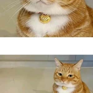 사료 보고 실망한 고양이