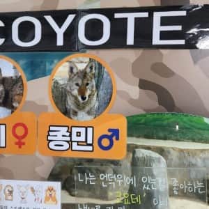 어느 동물원의 코요테 이름