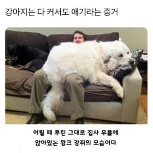강아지는 다 커서도 아기임 
