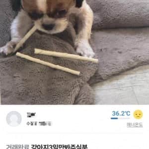 당근마켓에 올라온 강아지 유기방법 레전드