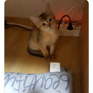 딸과 고양이 그리고 아빠의 4년간 변화 