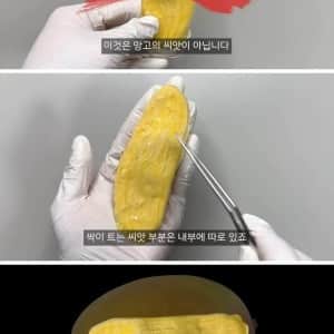 대부분의 사람들이 잘못 알고 있는 망고의 씨앗
