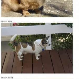 무서운 시골 들개들을 퇴치하는 유일한 방법