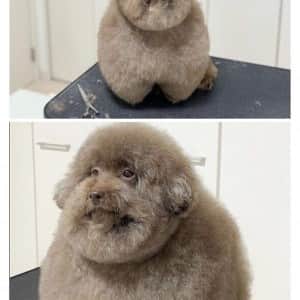 개 미용 조졌다는 디시인