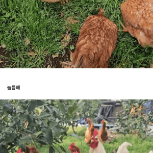 닭 사다가 2년 묵힌 결과