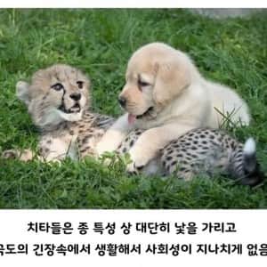 아싸를 인싸로 만들어주는 동물 