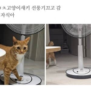 주인이 싫어하는 건 귀신같이 캐치함