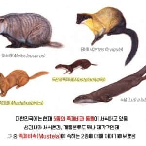 진짜 도시의 쥐를 잡는 귀여운 족제비