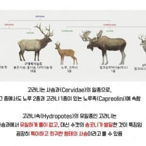 한국에서 고라니를 사랑해야하는 이유 