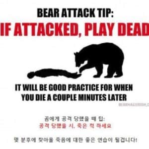 곰 주력 체감 및 만나면 ㅈ되는 이유