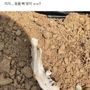 밭에서 이상한 뼈를 본 블라인