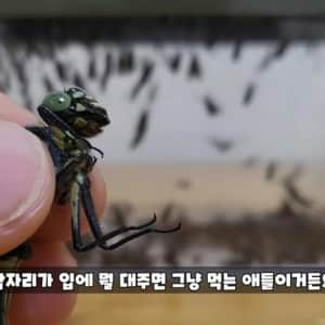 '모기 킬러' 러브버그를 맛 본 잠자리 반응